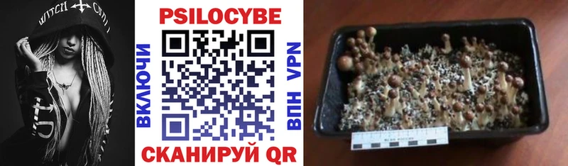 kraken ССЫЛКА  shop формула  Псилоцибиновые грибы Magic Shrooms  Кирсанов 